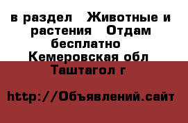  в раздел : Животные и растения » Отдам бесплатно . Кемеровская обл.,Таштагол г.